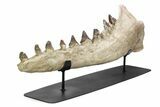 Fossil Primitive Whale (Pappocetus) Jaw - Morocco #251790-5